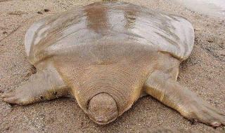 中国娃娃鱼 中国娃娃鱼